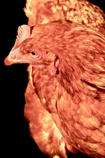 The Chicken