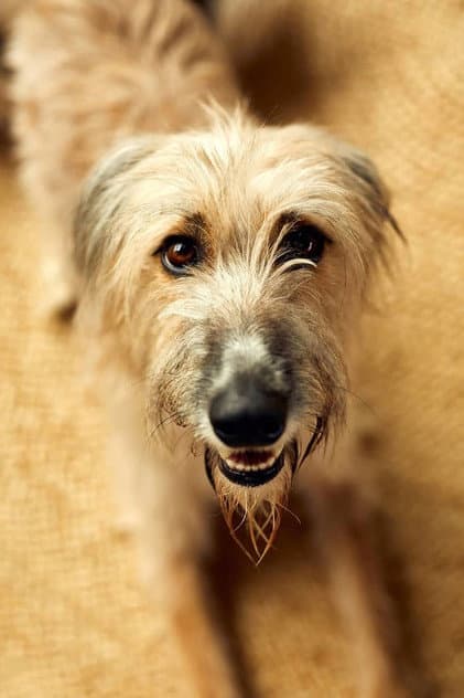 Rosie the Lurcher