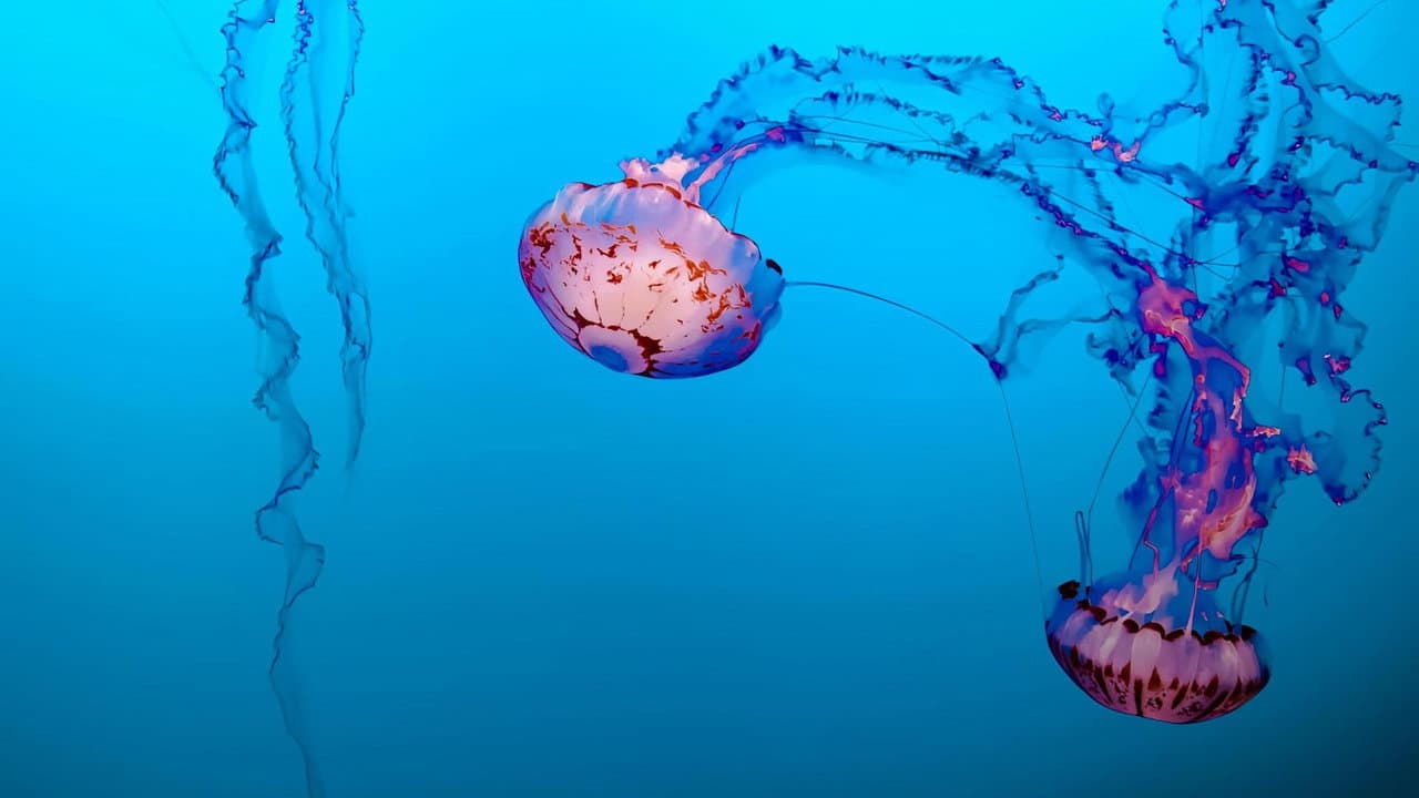 Jellyfish, The new Rulers of the Ocean