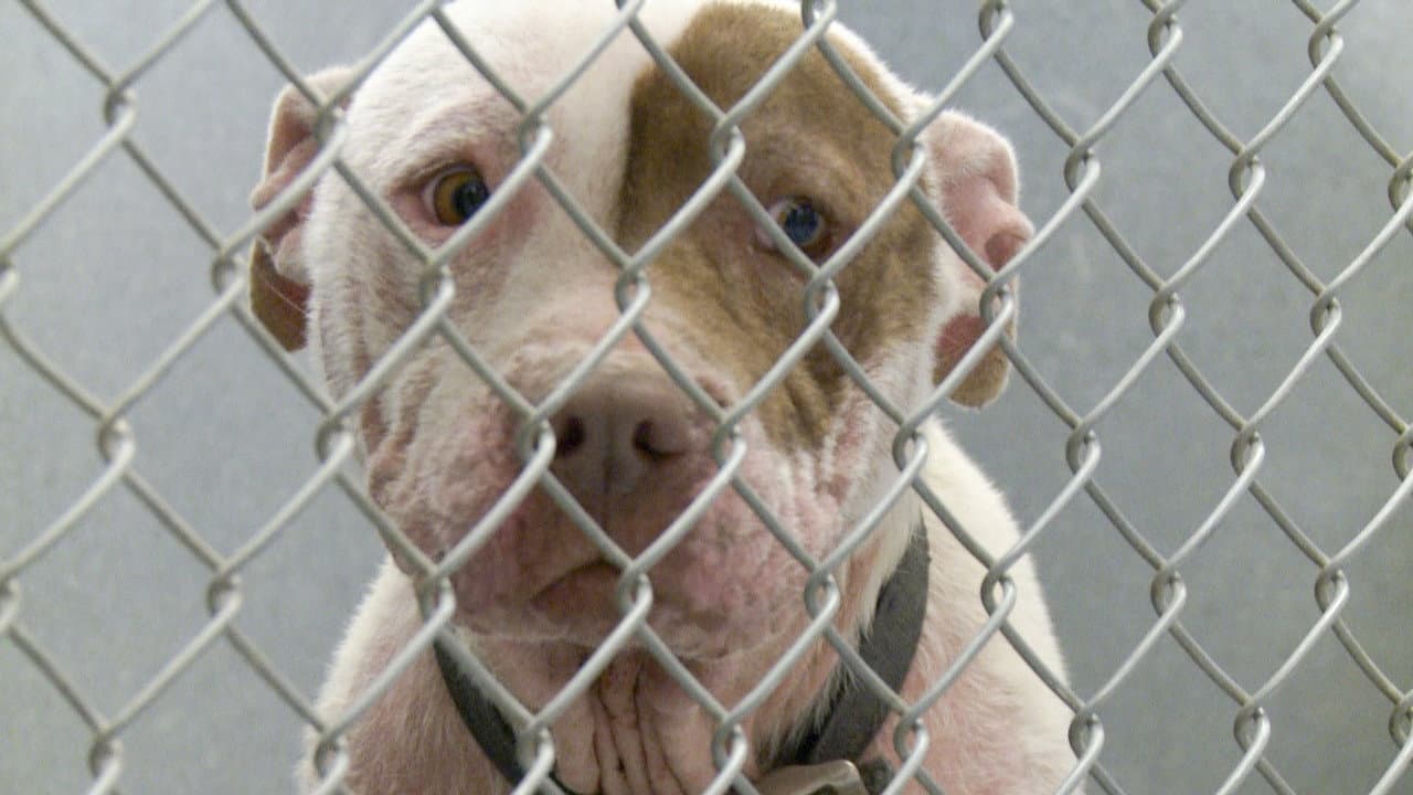One Nation Under Dog:  Stories of Fear, Loss and Betrayal