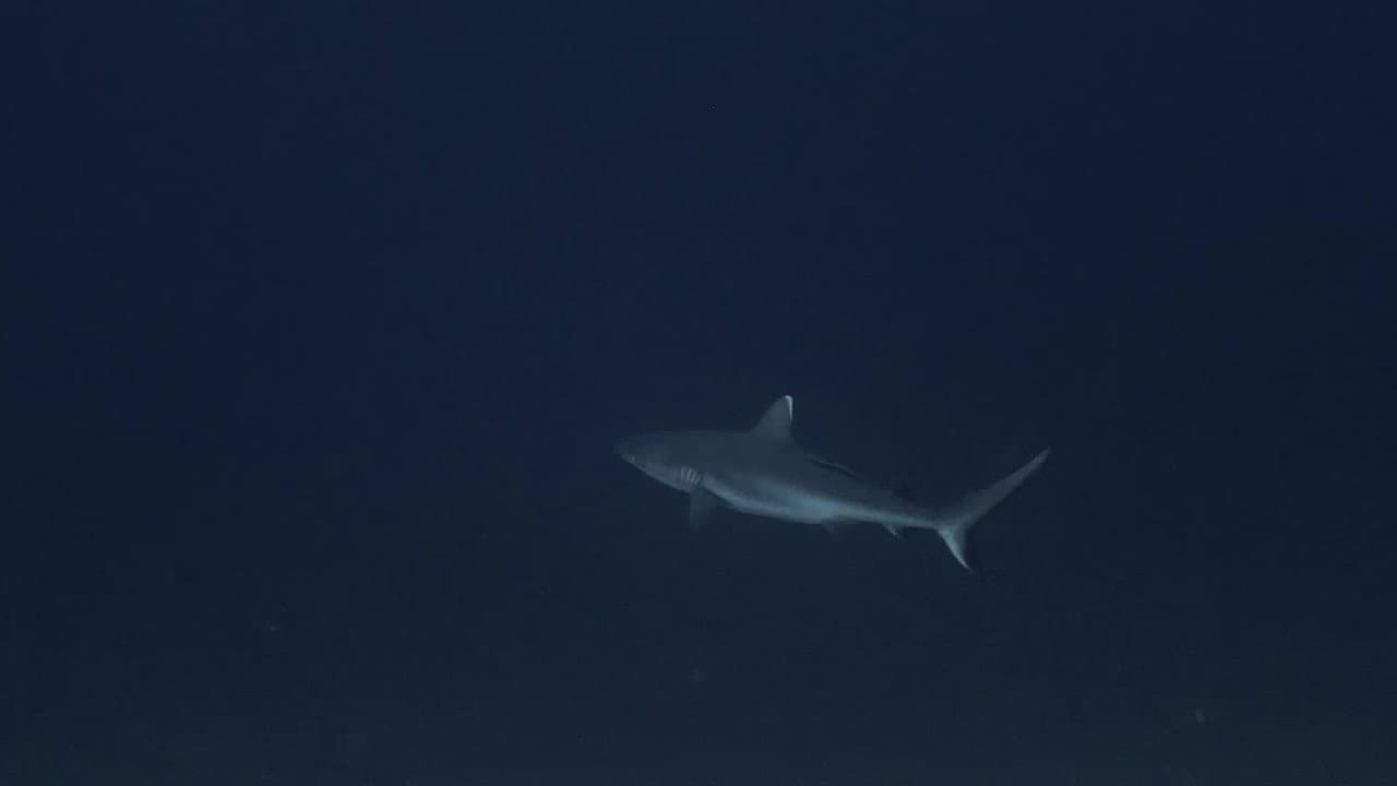Sharks: Predators of the Deep