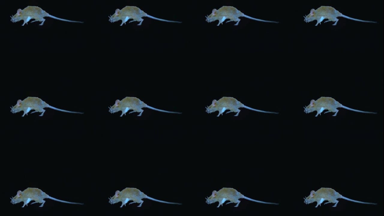 The Experience of a Rat