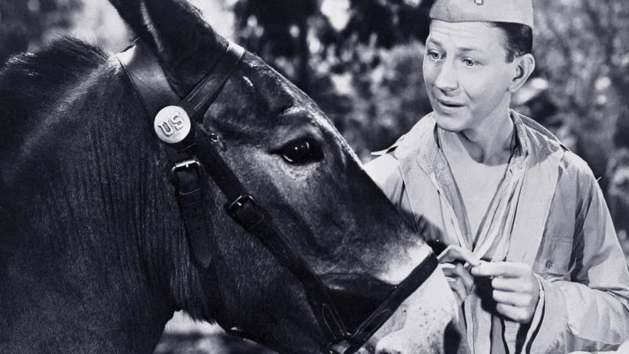 Francis the Talking Mule Collection