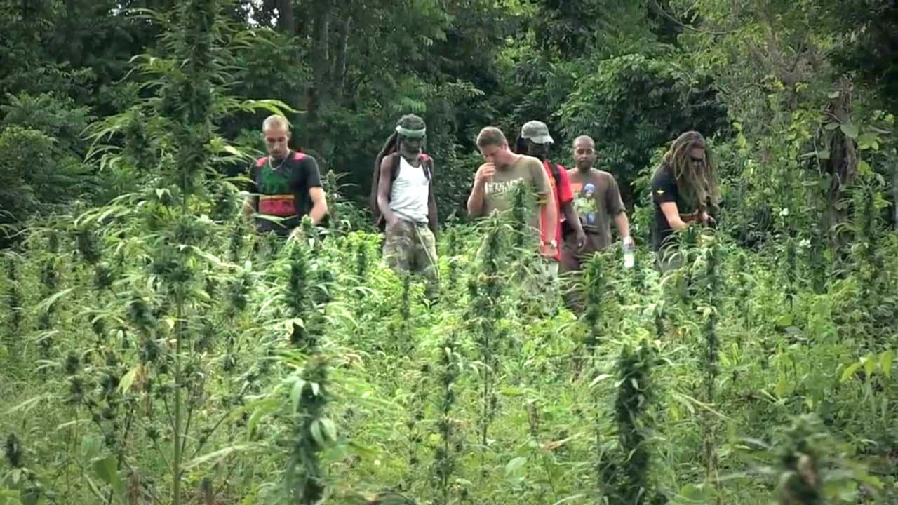 Strain Hunters