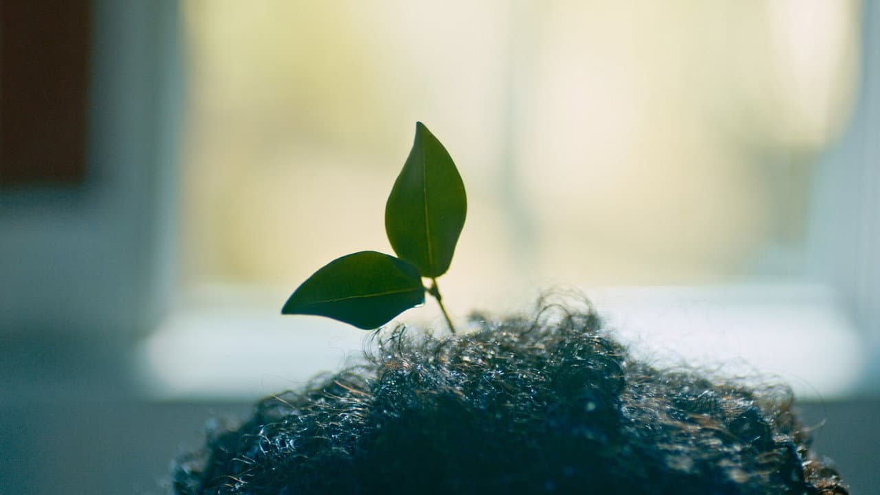 Plantasy