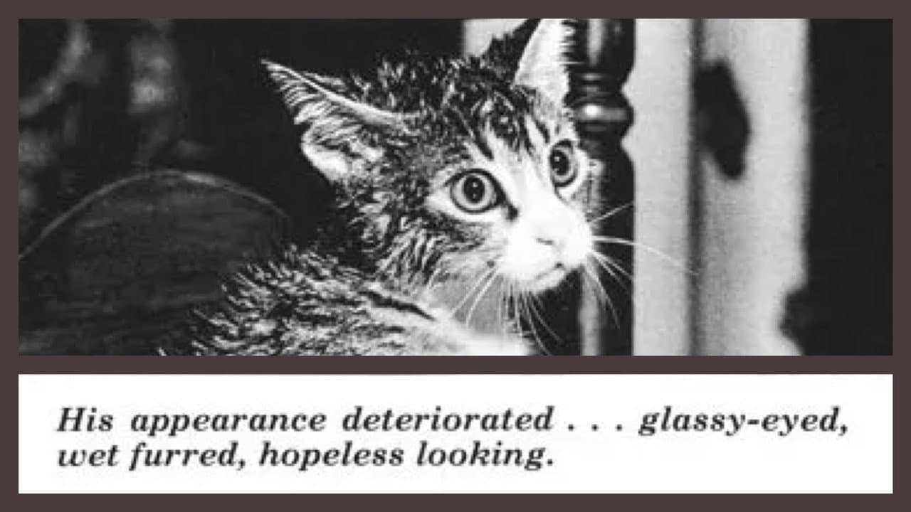The Cat That Drank and Used Too Much