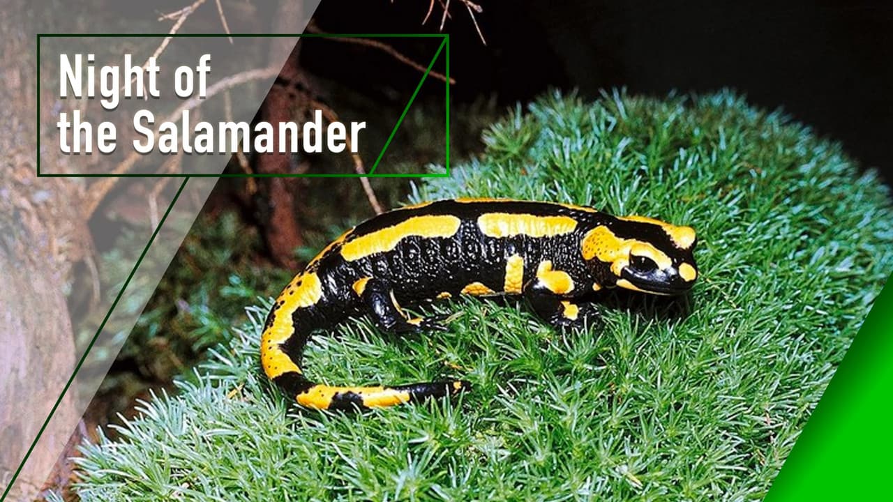 Night of the Salamander