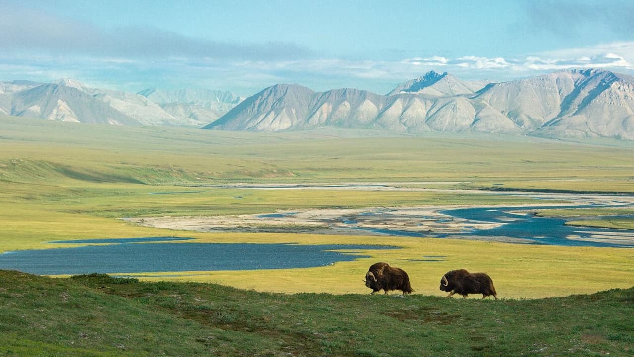 American Arctic