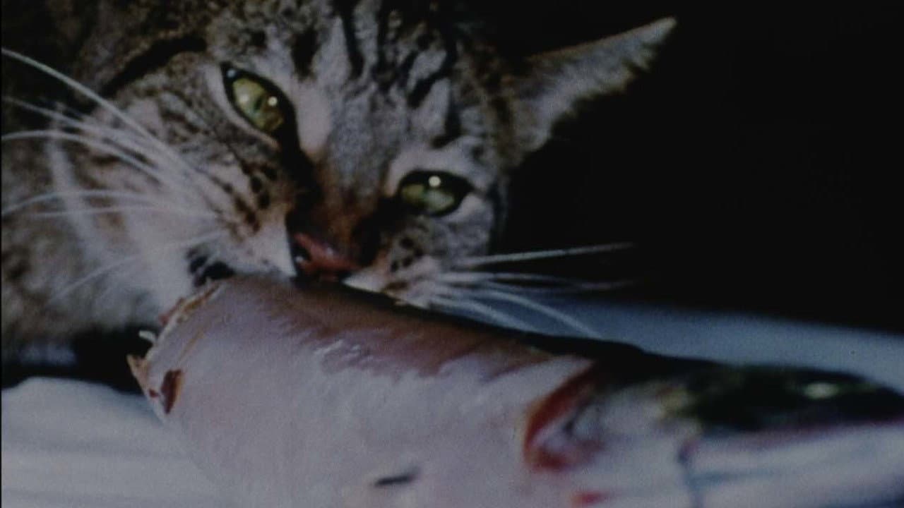 Cat Food