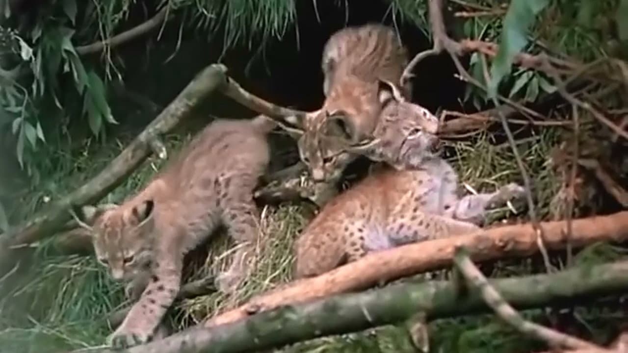 The Lynx Follows the Path