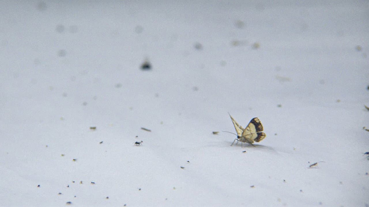 Night Colonies