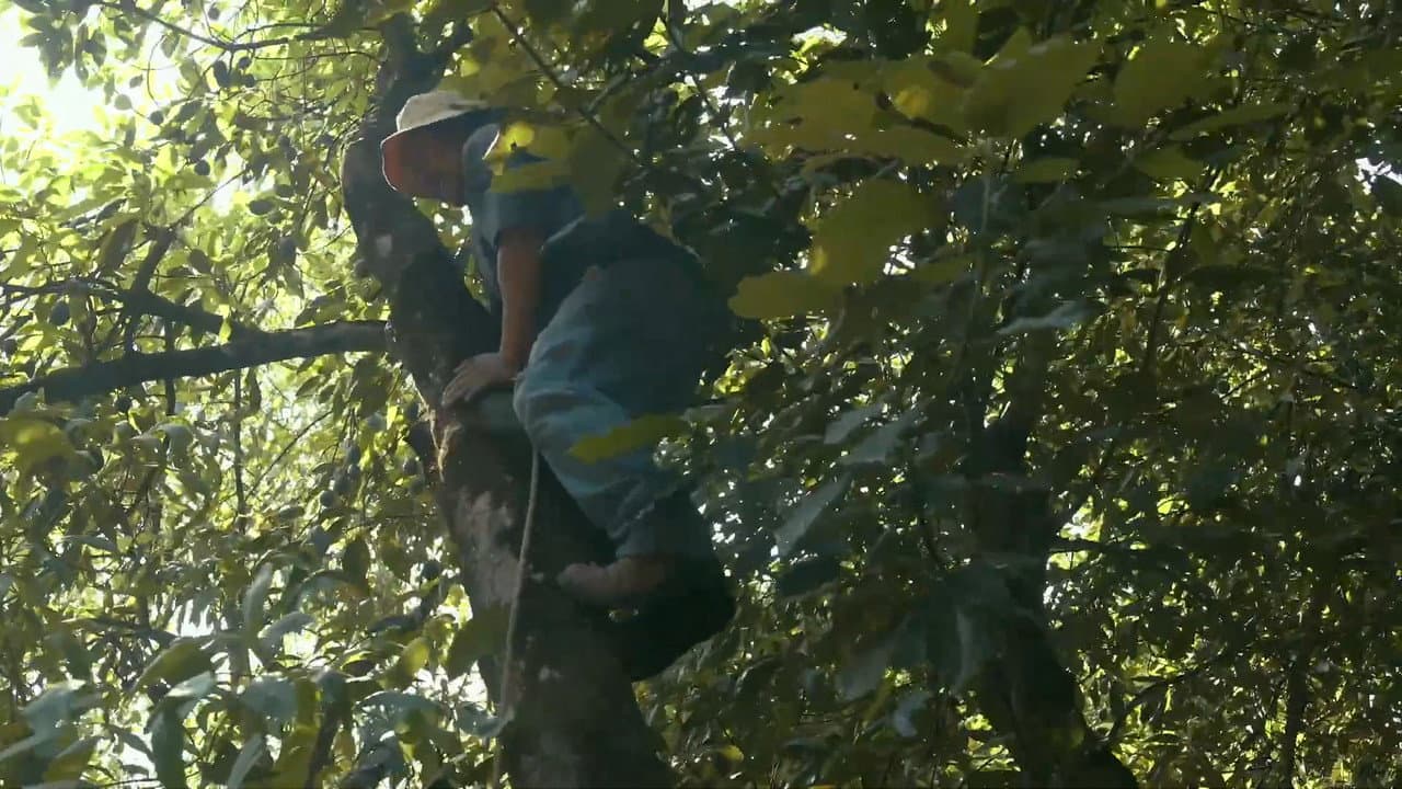 El sueño de las luciérnagas