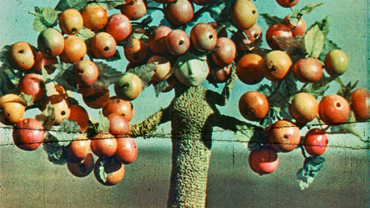 Apple Tree