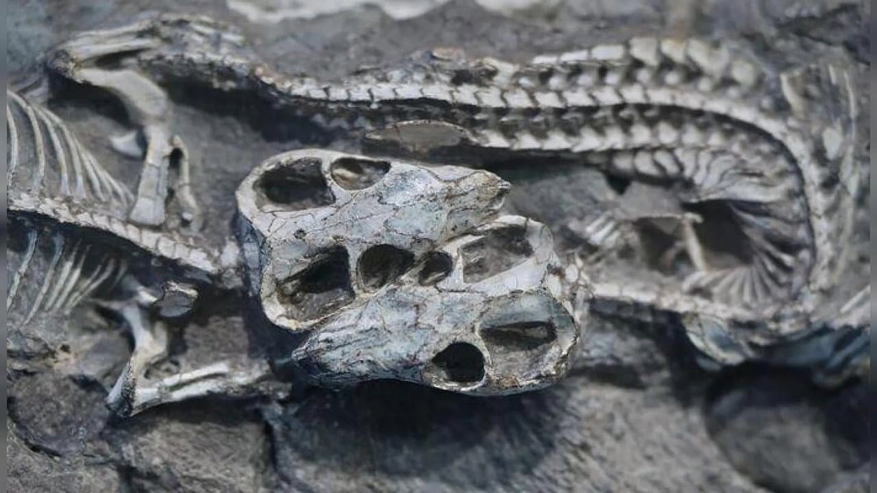 Aux Origines des mammifères : le monde avant les dinosaures