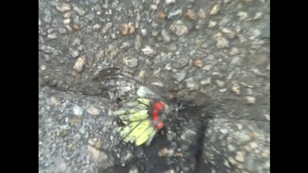 The Death of the Butterfly