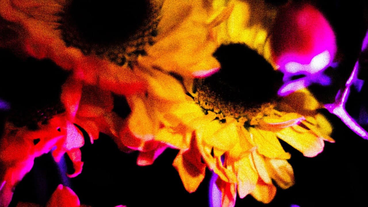 Flowers (II)