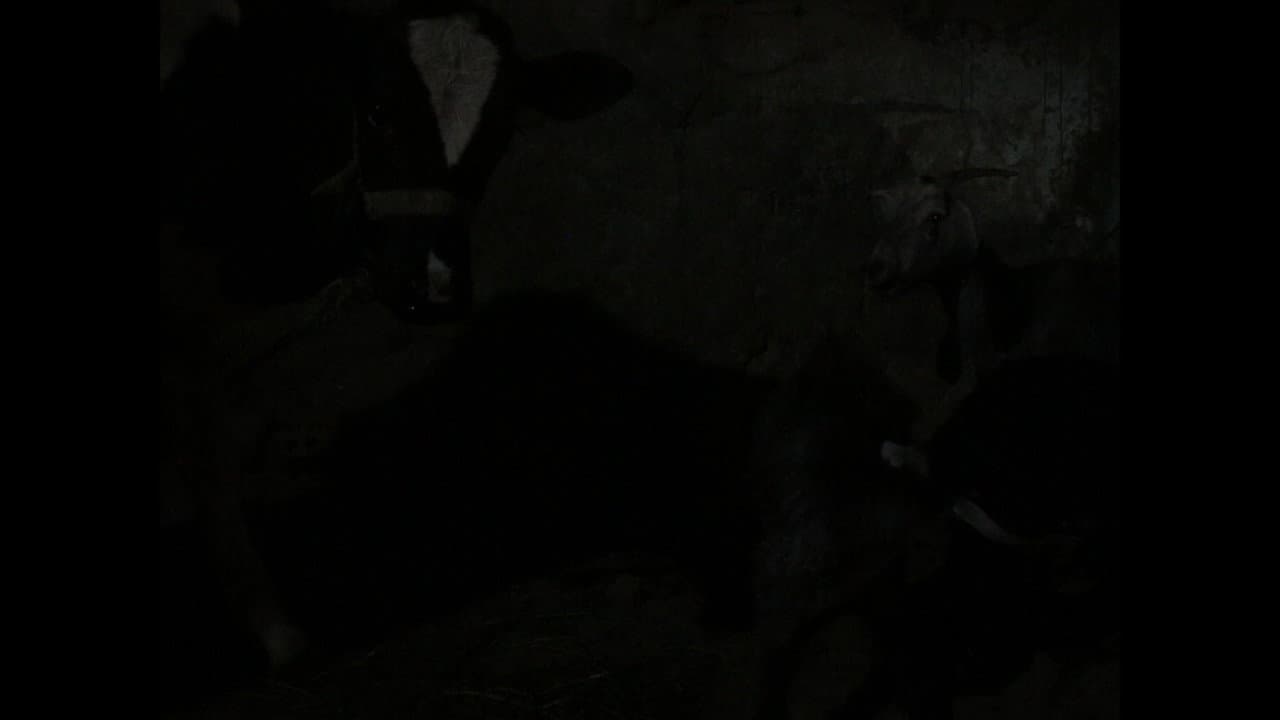 The Cow's Complaint