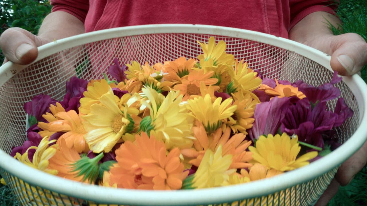 Flying Scents – of Plants and People