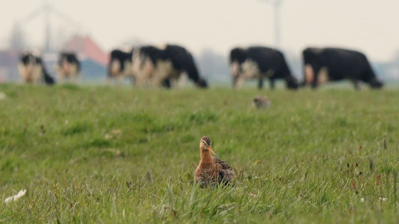 The Godwit was here