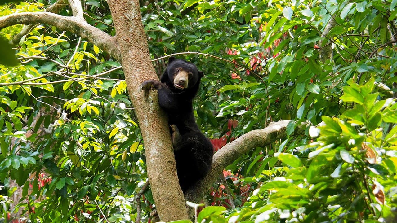Borneo: The Fascination of Asia