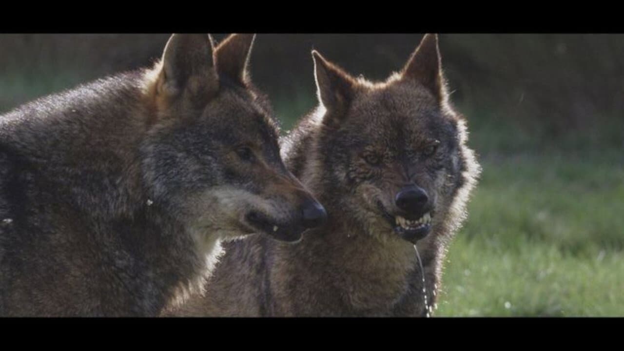 The Wild Heart of Spain
