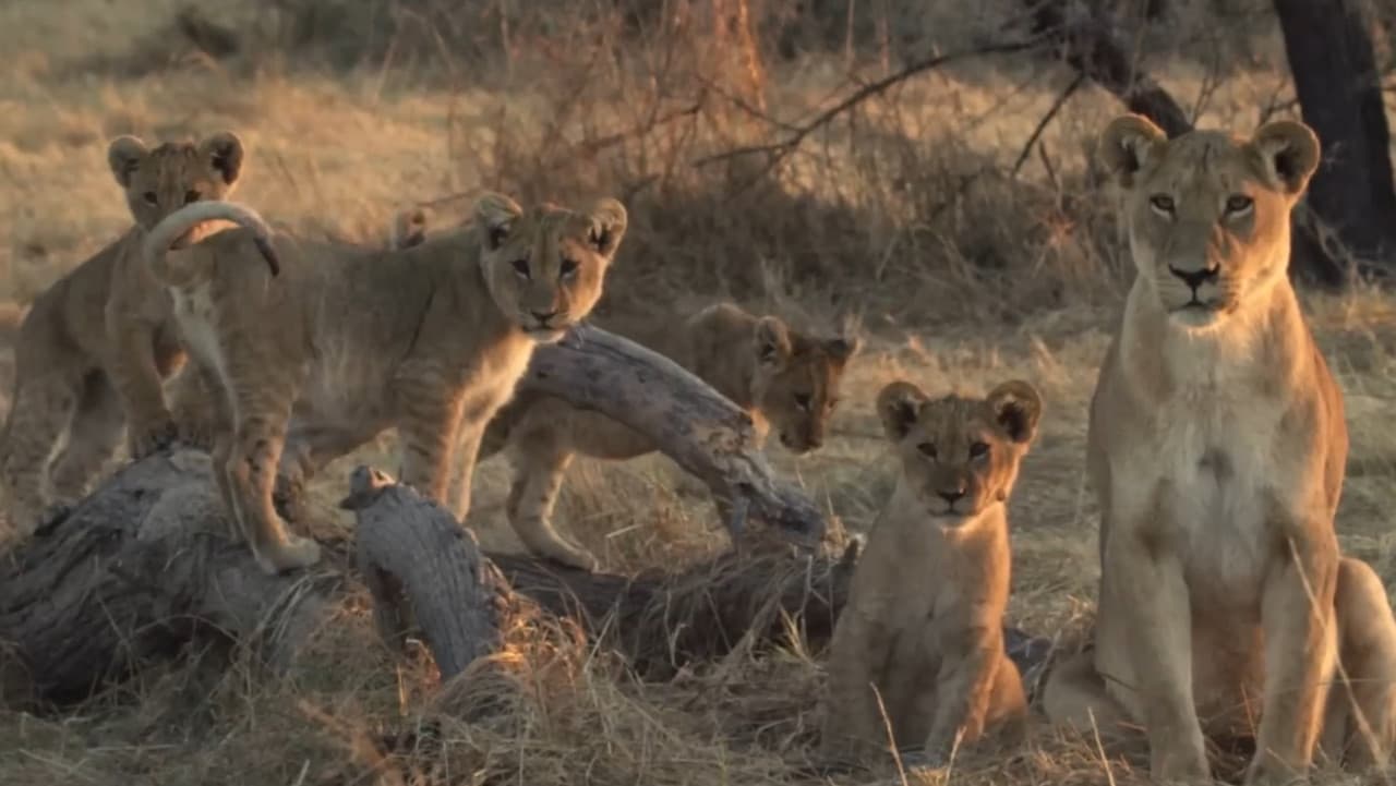 Lion Brothers: Cubs to Kings