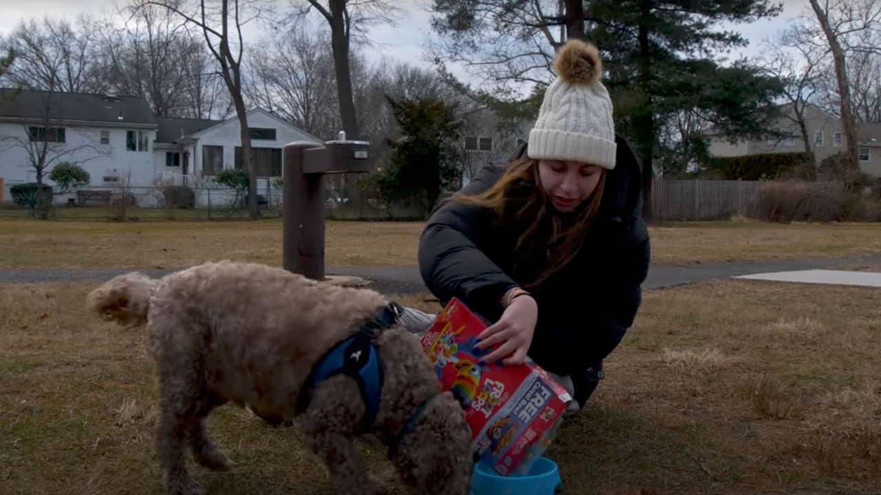 Lost Dog