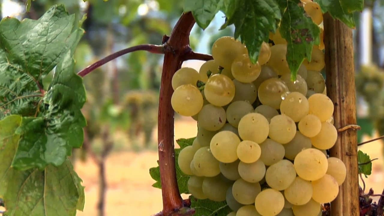 Cradle of Wine