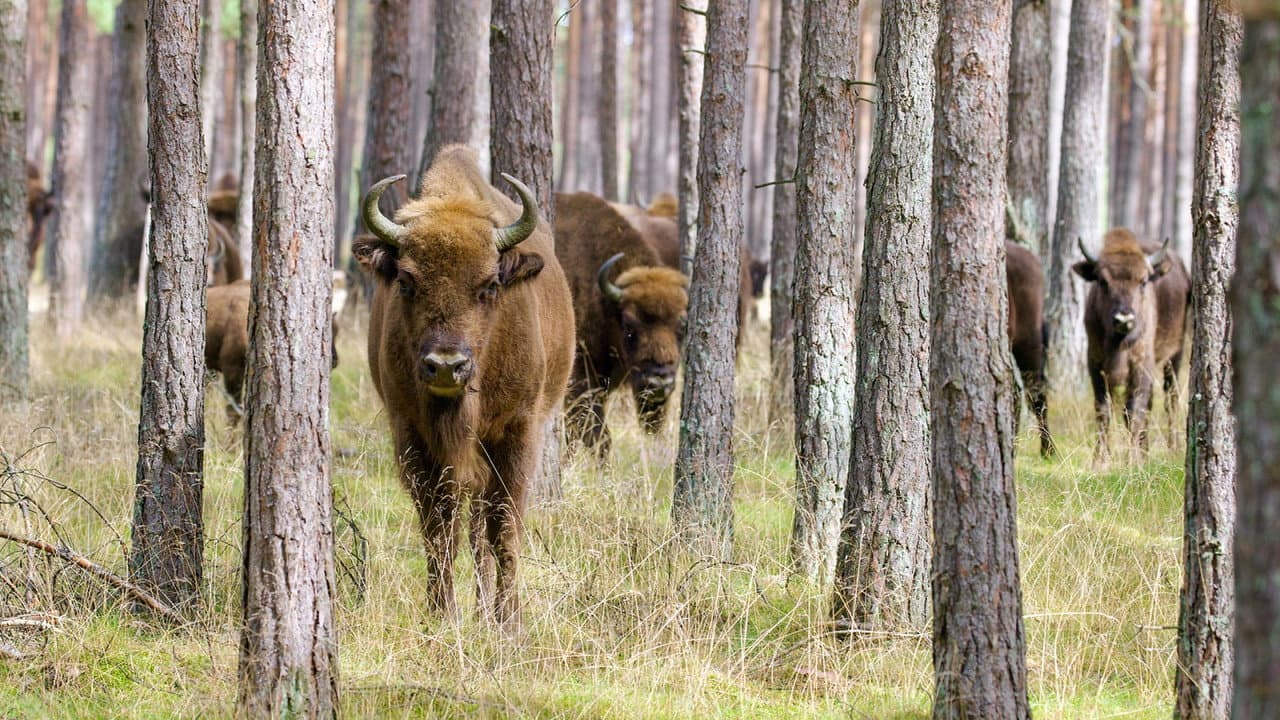Poland's Wild East