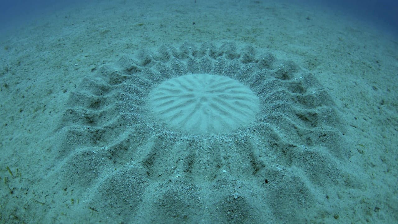 The Mystery of the Med Rings