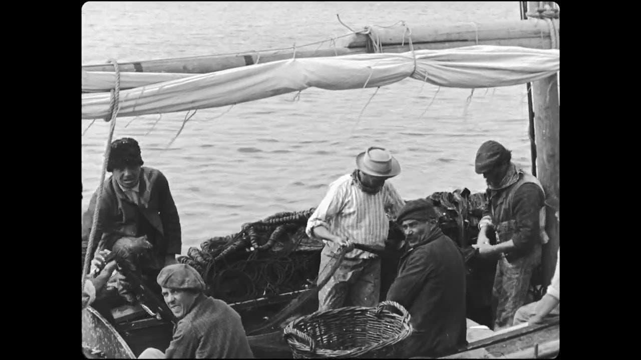 Sardine Fishing