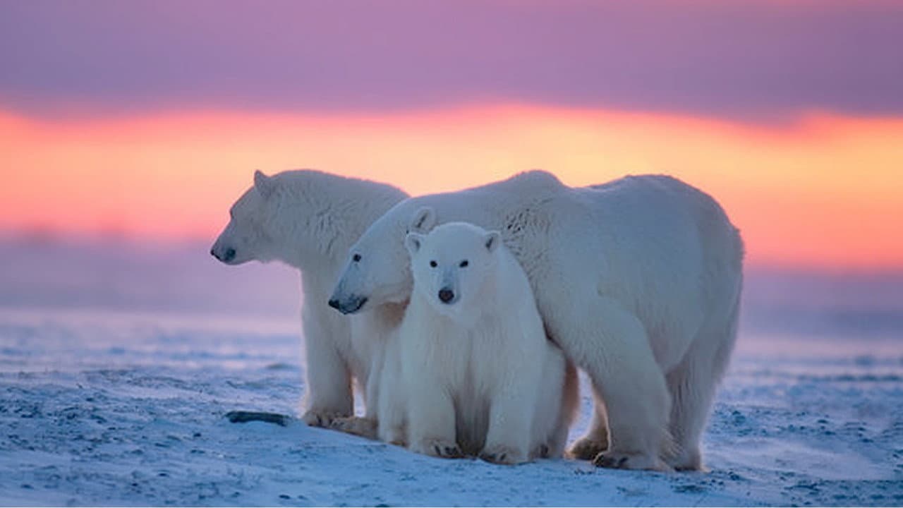 Kingdom of the Polar Bears