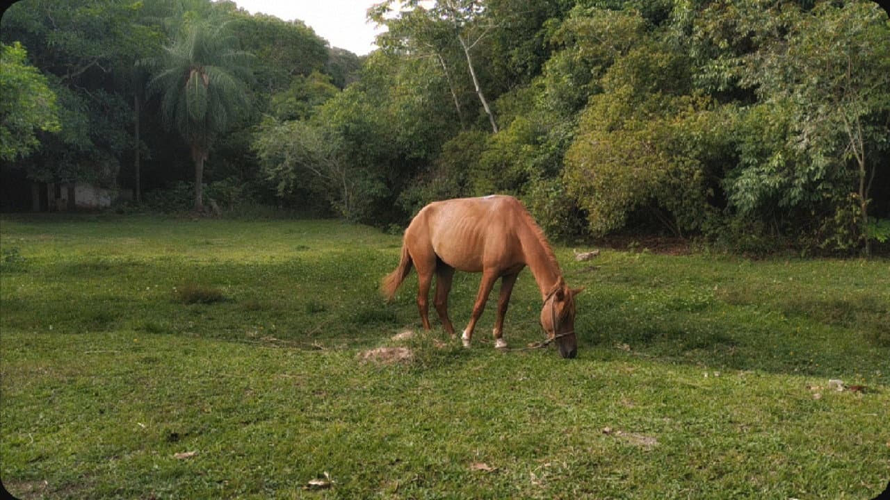 A horse looked at the sky with hope of escape