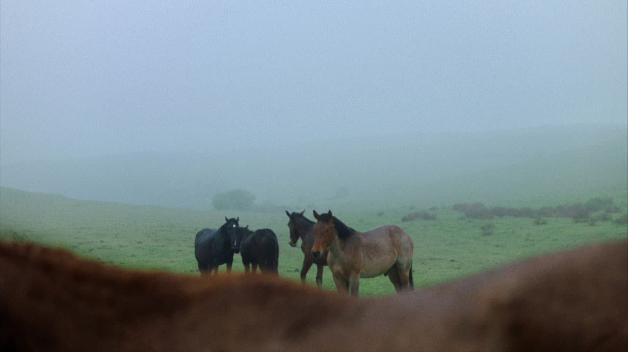 Silent Observers