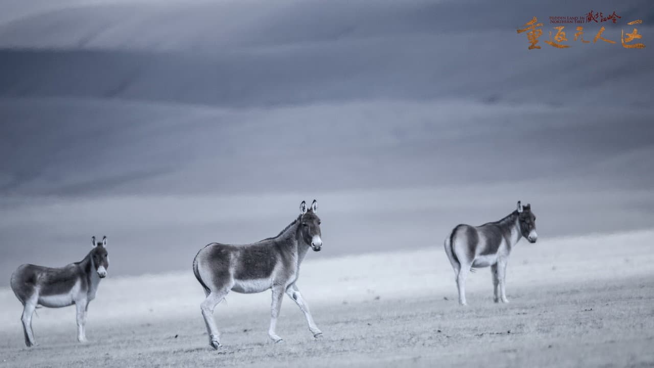 The Hidden Land: Back To No Man's Land In Northern Tibet