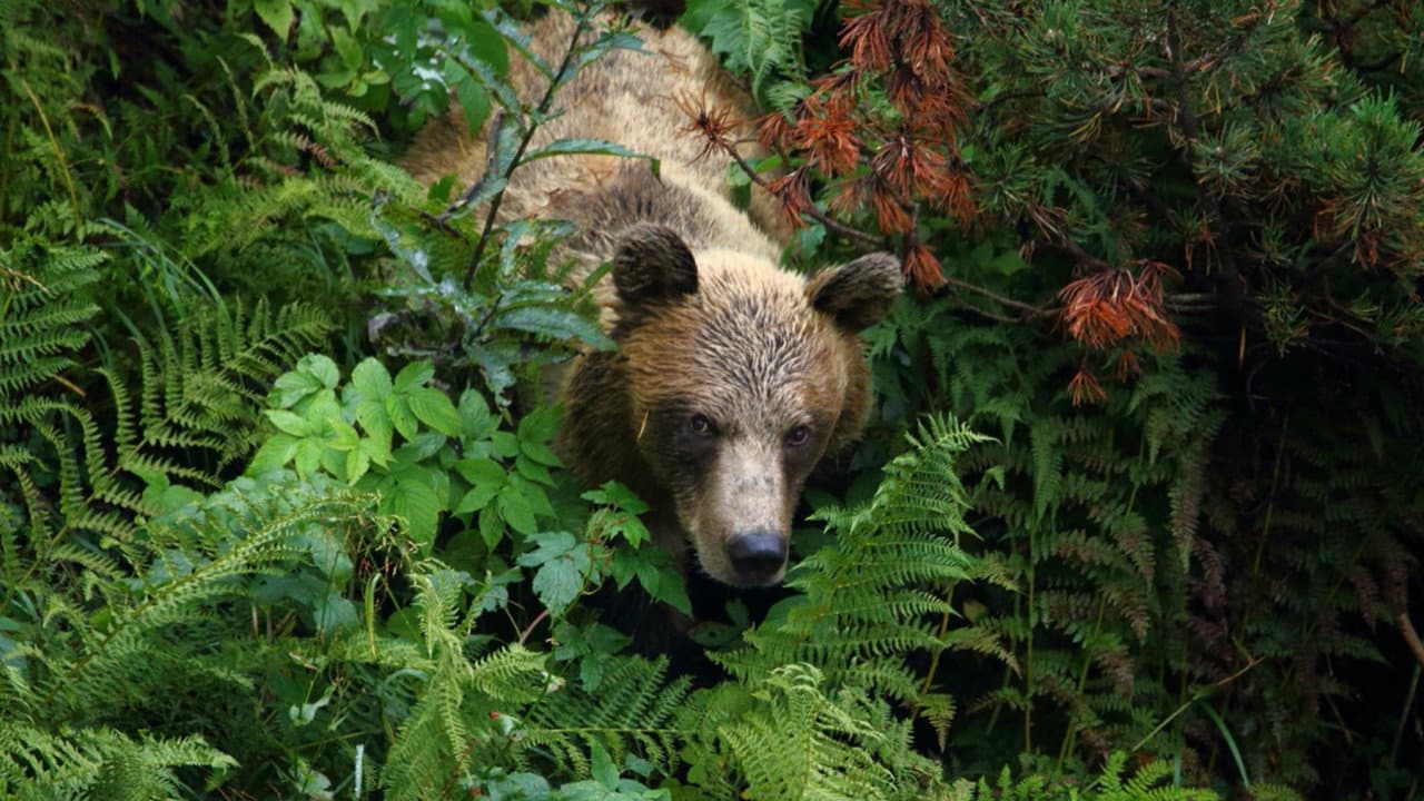 Into the Carpathian Wild