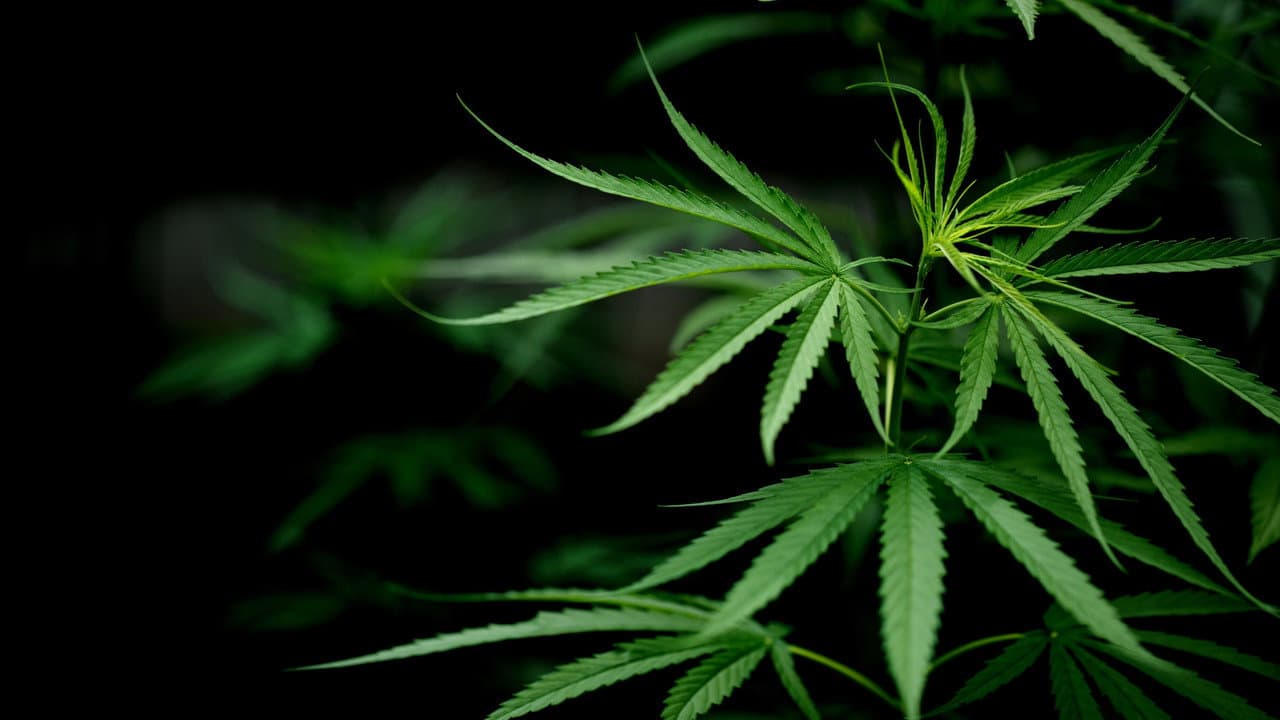 Cannabis: Through the Ages