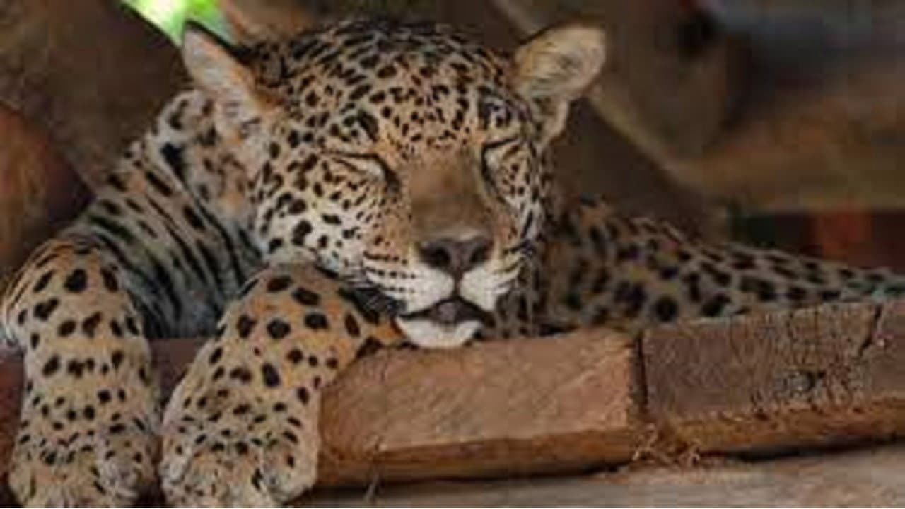 Jaguars, nés pour être libres