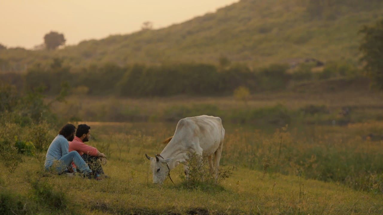 Cowmedy