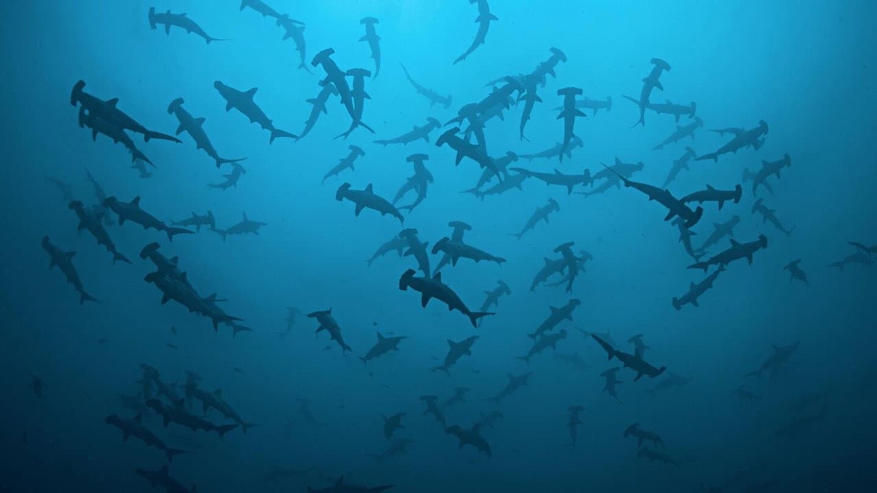 Cinquante nuances de requins