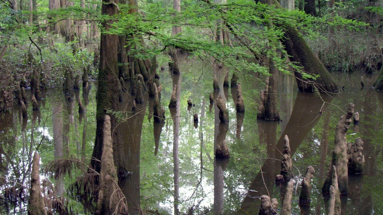Gatorlands‎