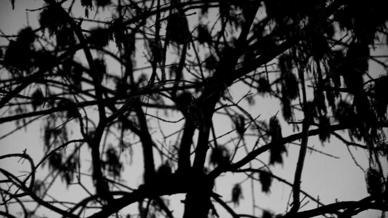 Trilogía de la Luz