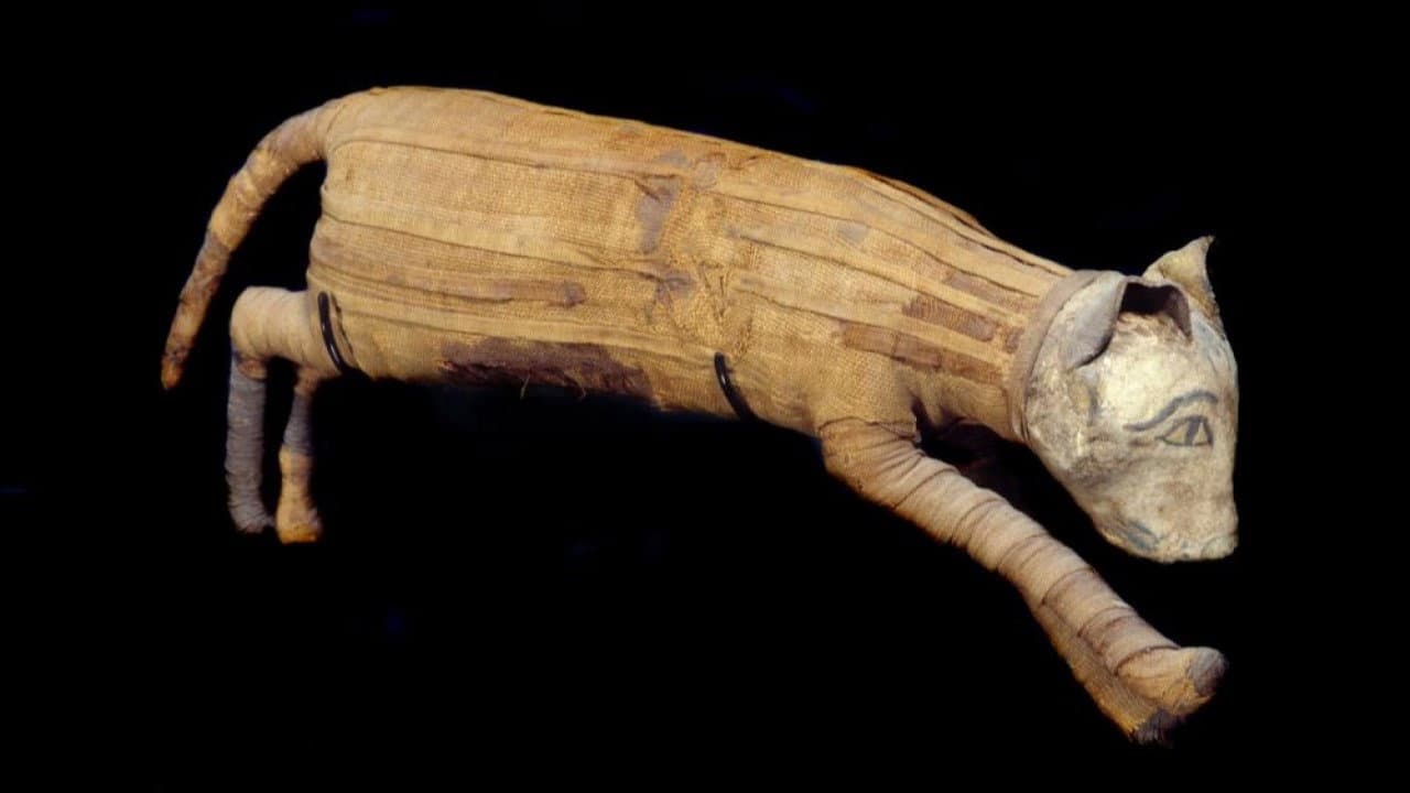 The Mysterious Mummified Dogs of Ancient Egypt