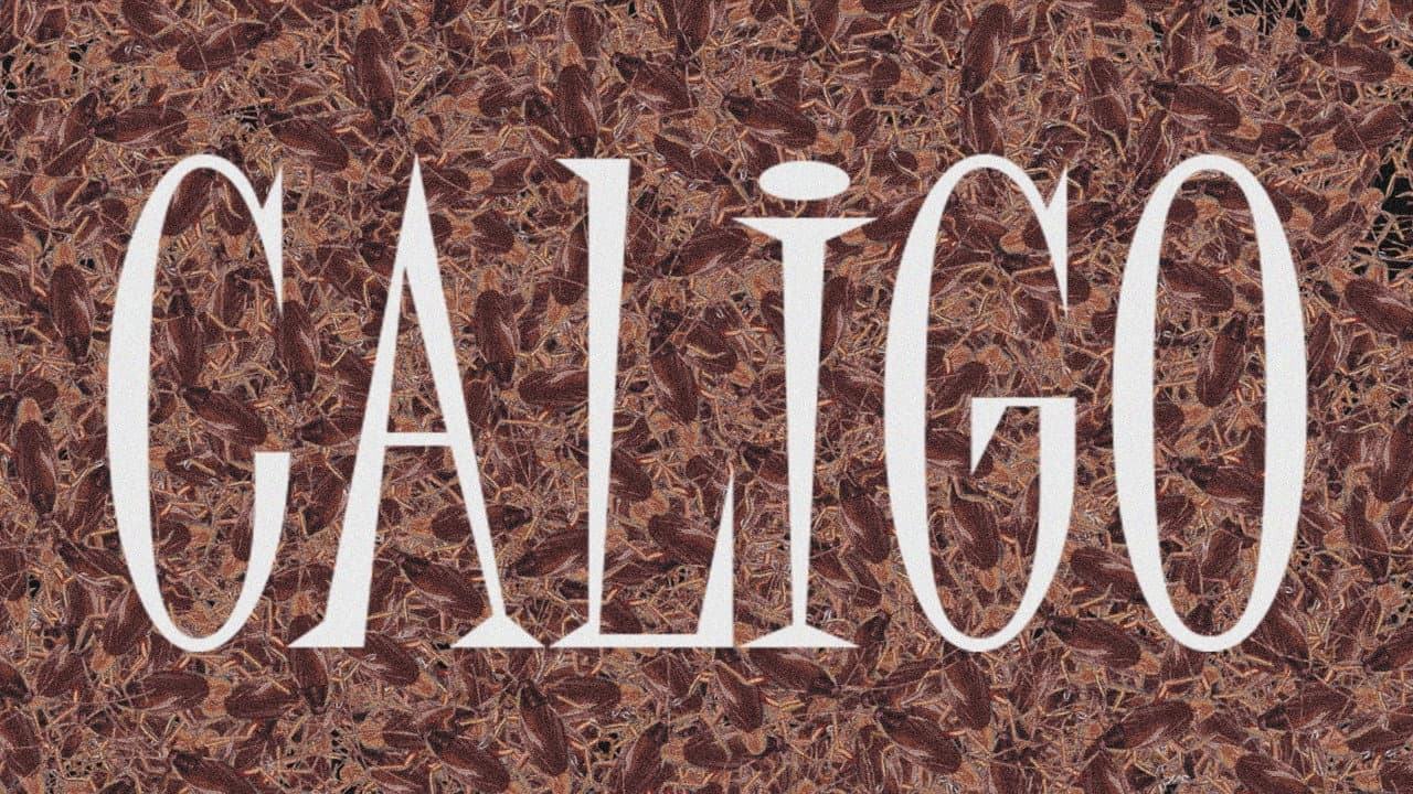 Caligo