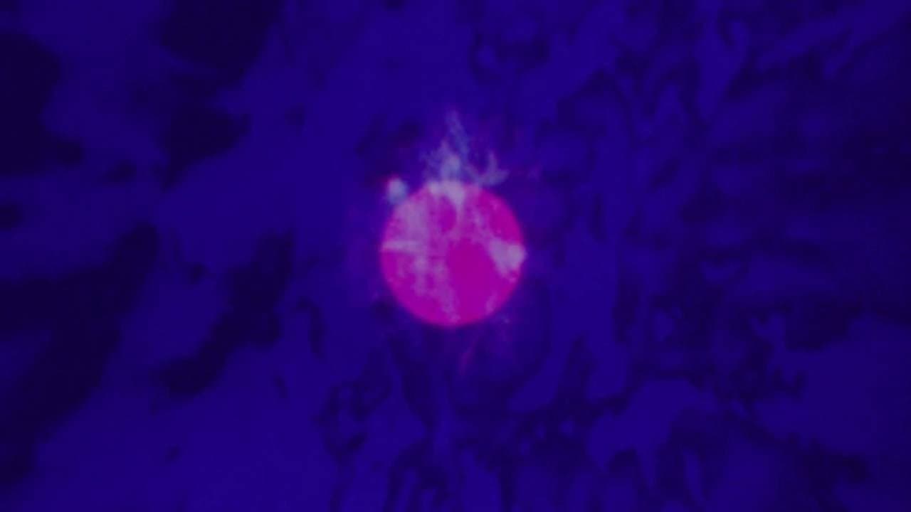 LSD