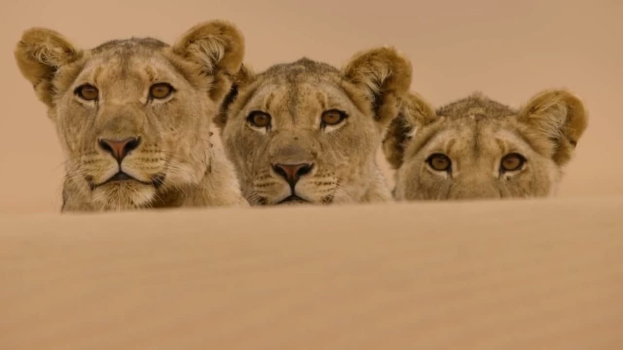 Desert Lions of the Namib - Departure and Return