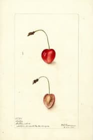 Pomological