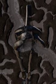 Xirasa