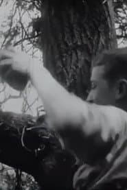 The Nest Robbers