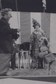 Circus